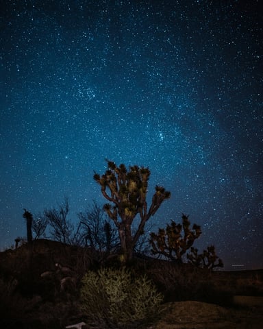 Milky Way above a Joshua tree at night