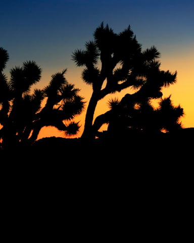 Joshua tree silhouettes against deep orange and blue sunset