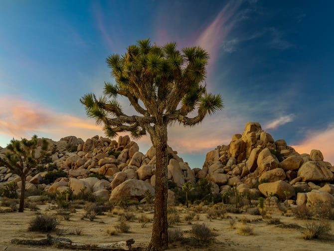 Joshua trees and granite boulders at sunset in the high desert